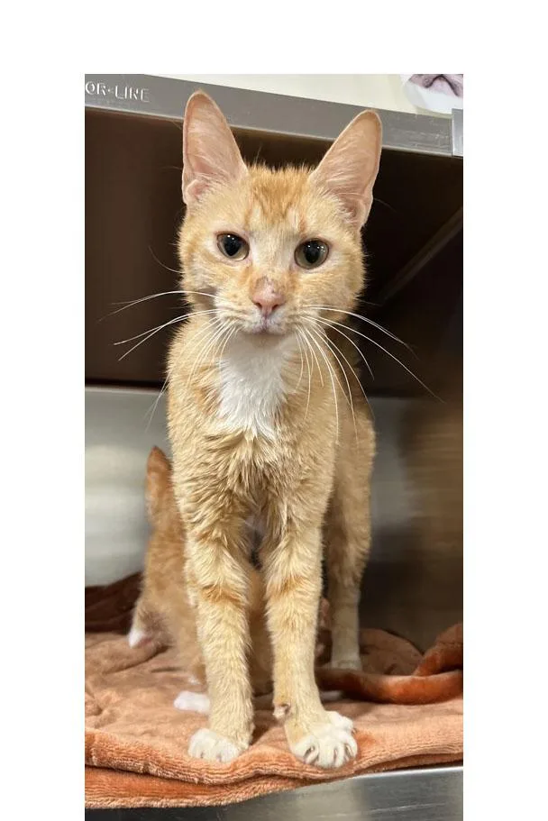 An adult medium-sized female Tabby (Orange / Red) Tabby cat named Butterfly at PetSmart in for adoption in Bishop, GA