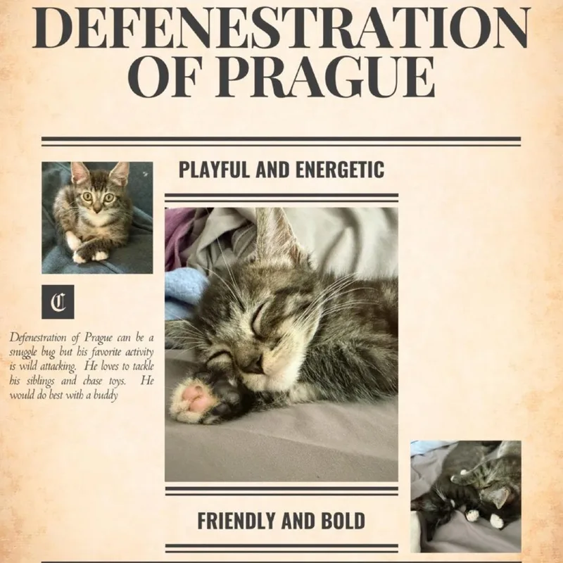 A baby small-sized male Brown / Chocolate Domestic Medium Hair cat named Defenestration of Prague for adoption in Westminster, CA