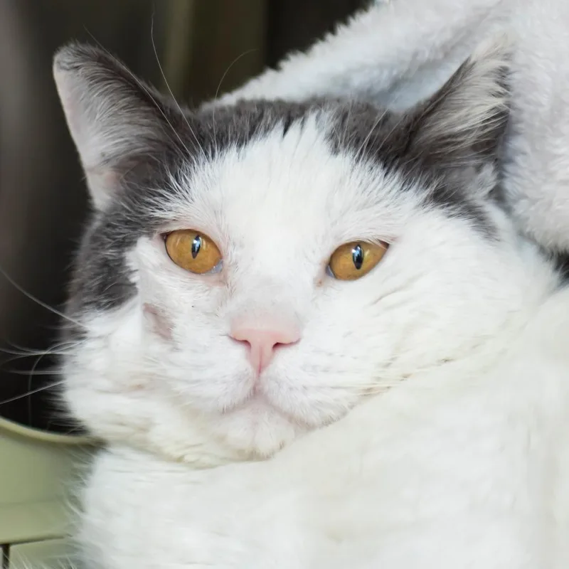 An adult medium-sized male White Domestic Short Hair cat named Spot Van Gogh for adoption in Middletown, RI