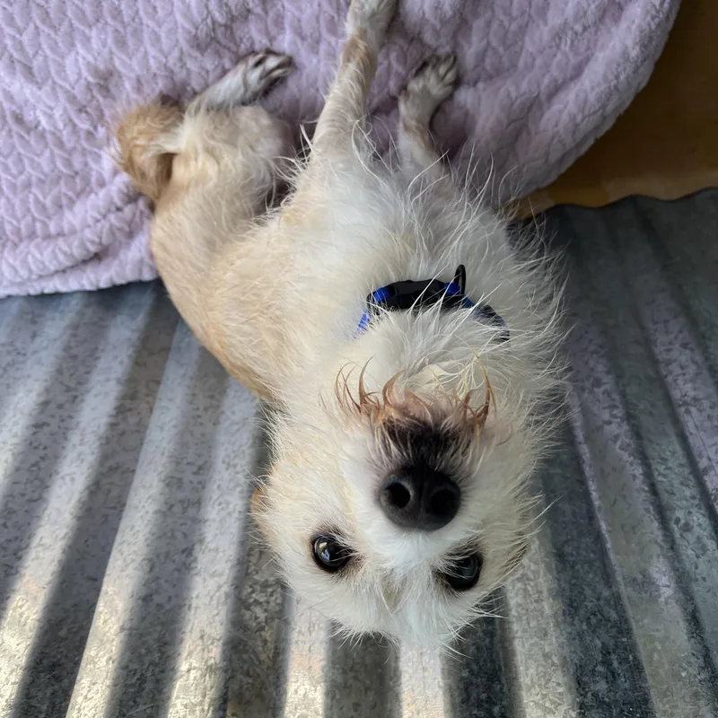 An adult small-sized male Terrier dog named Nirvana for adoption in Cibolo, TX