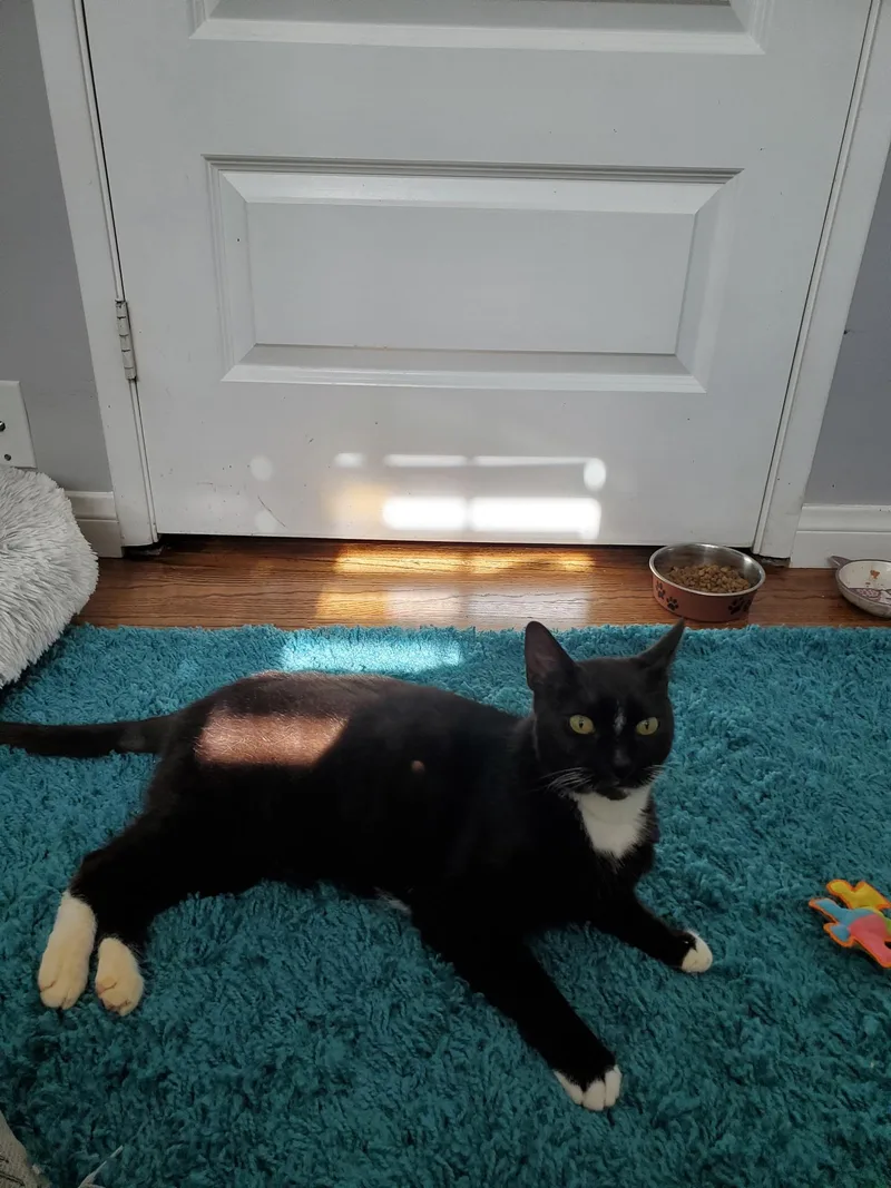An adult large-sized male Black & White / Tuxedo Domestic Short Hair cat named Killian for adoption in Pacific Palisades, CA