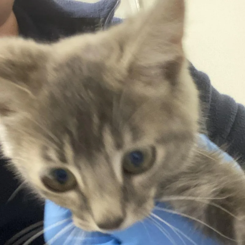 A baby small-sized female Torbie Domestic Short Hair cat named 72169 for adoption in Harrisonburg, VA