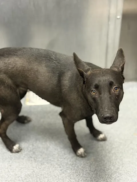 A young large-sized female Mixed Breed dog named Black for adoption in Dallas, TX