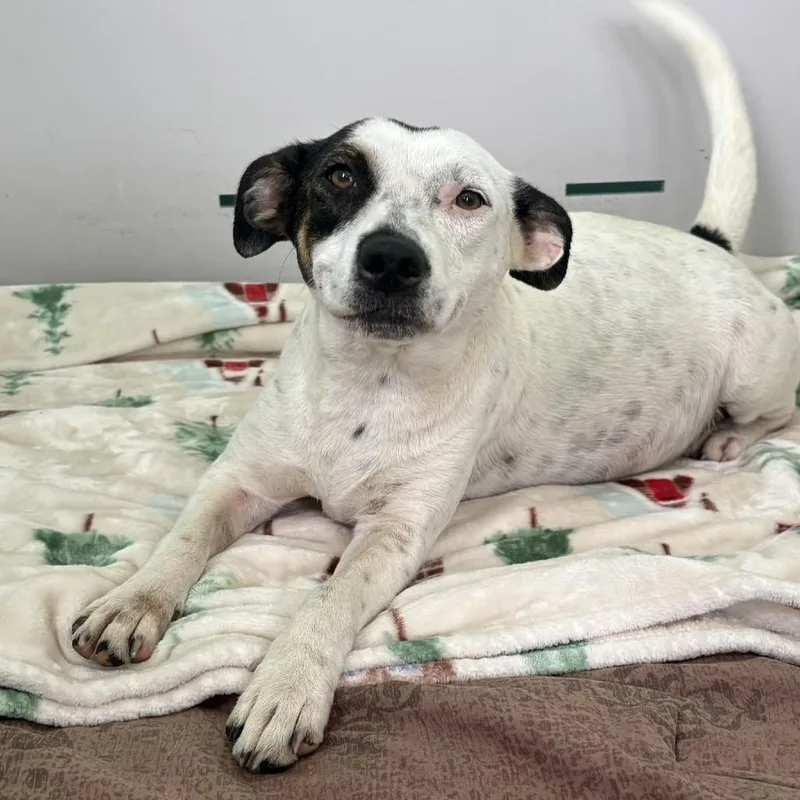 An adult medium-sized female White / Cream Mixed Breed dog named Opal for adoption in LOXAHATCHEE, FL