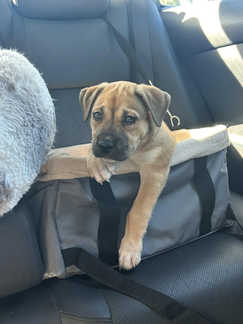 A baby large-sized male Labrador Retriever dog named Hopscotch for adoption in Pasadena, CA