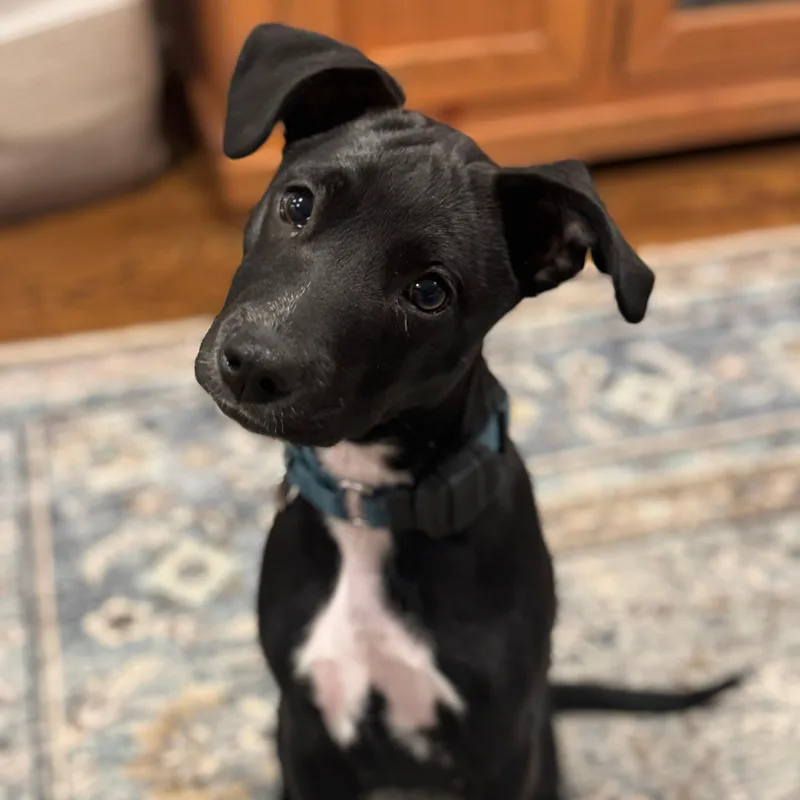A baby small-sized female Black Mixed Breed dog named Astrid for adoption in Baldwin, MD