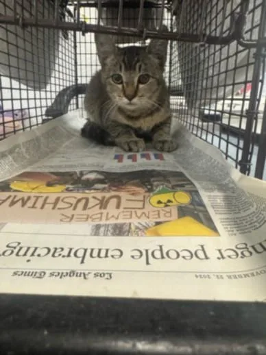 A young medium-sized female Domestic Short Hair cat named Spice for adoption in Los Angeles, CA