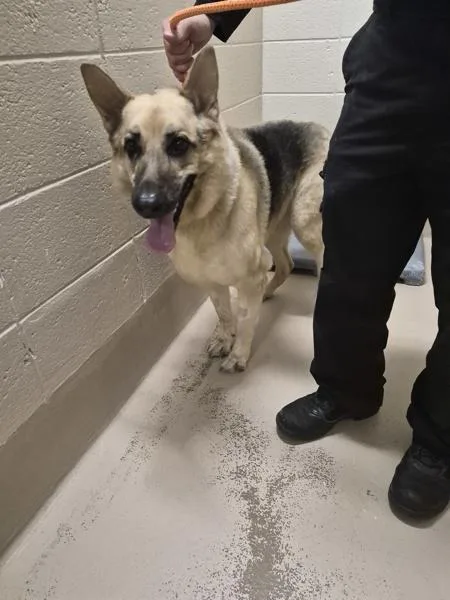 An adult large-sized female German Shepherd Dog dog named Vc for adoption in Lawrenceville, GA