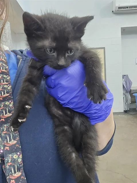 A baby medium-sized male Domestic Short Hair cat named Hendrix for adoption in Dallas, TX