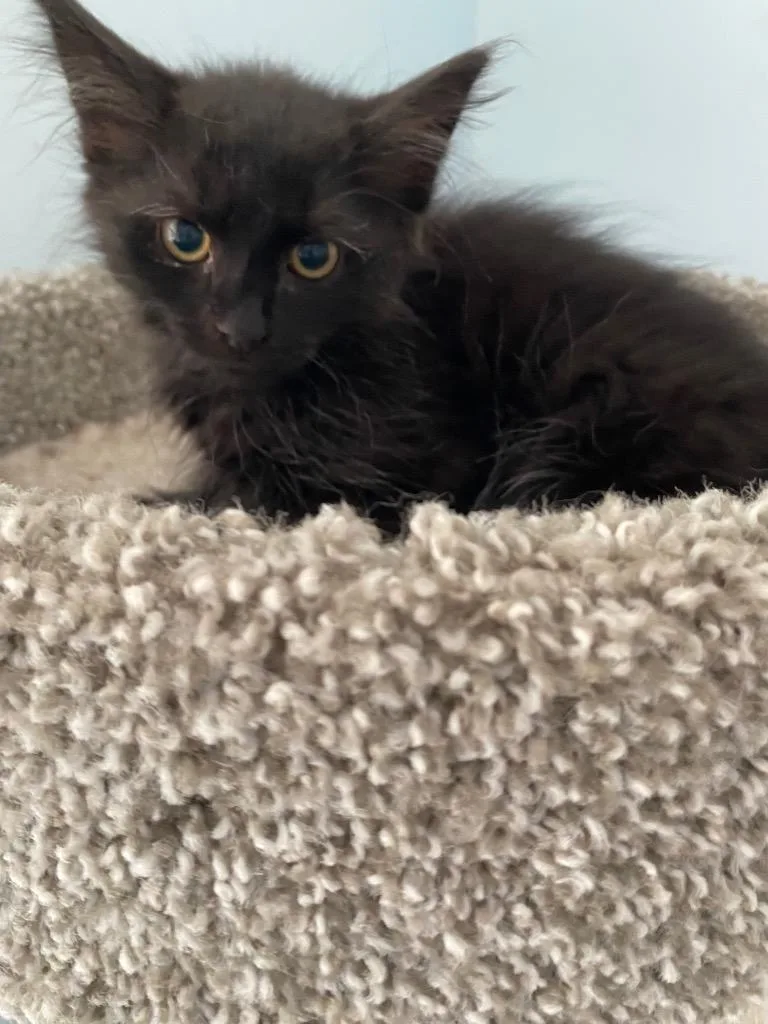 A baby medium-sized male Domestic Long Hair cat named Mark Sloan for adoption in Cumming, GA