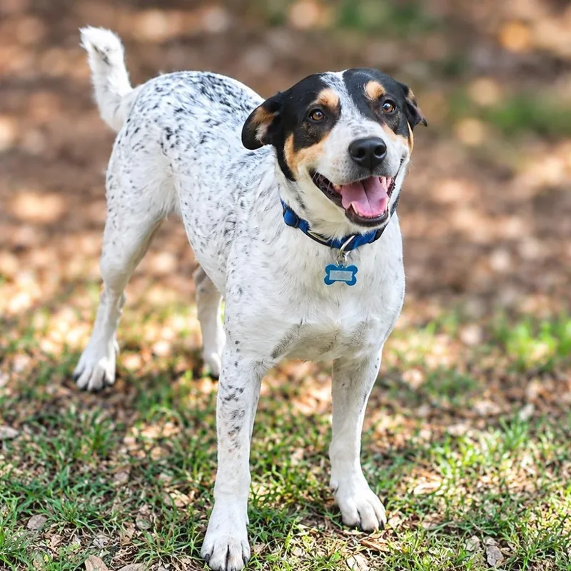 An adult medium-sized male White / Cream Australian Cattle Dog / Blue Heeler dog named Dustin for adoption in Boerne, TX