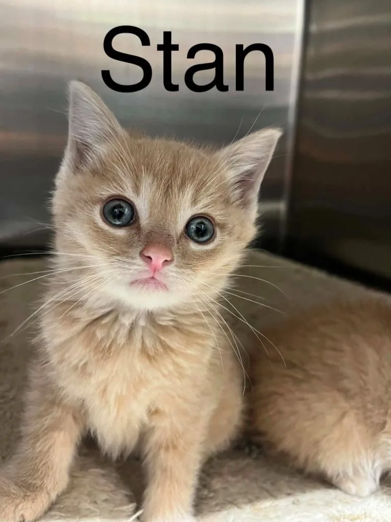 A baby small-sized male Domestic Short Hair cat named Stan for adoption in Princeton, IN
