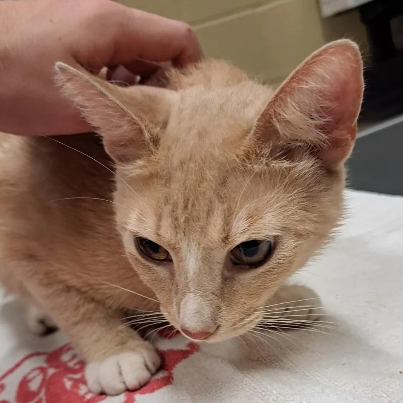 A young small-sized male Domestic Short Hair cat named Bob for adoption in Douglasville, GA