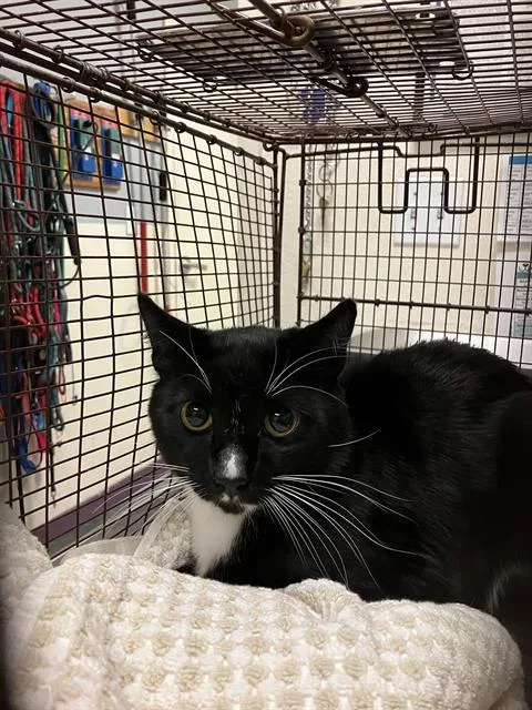 A young medium-sized male Domestic Short Hair cat named Blackie for adoption in Long Beach, CA