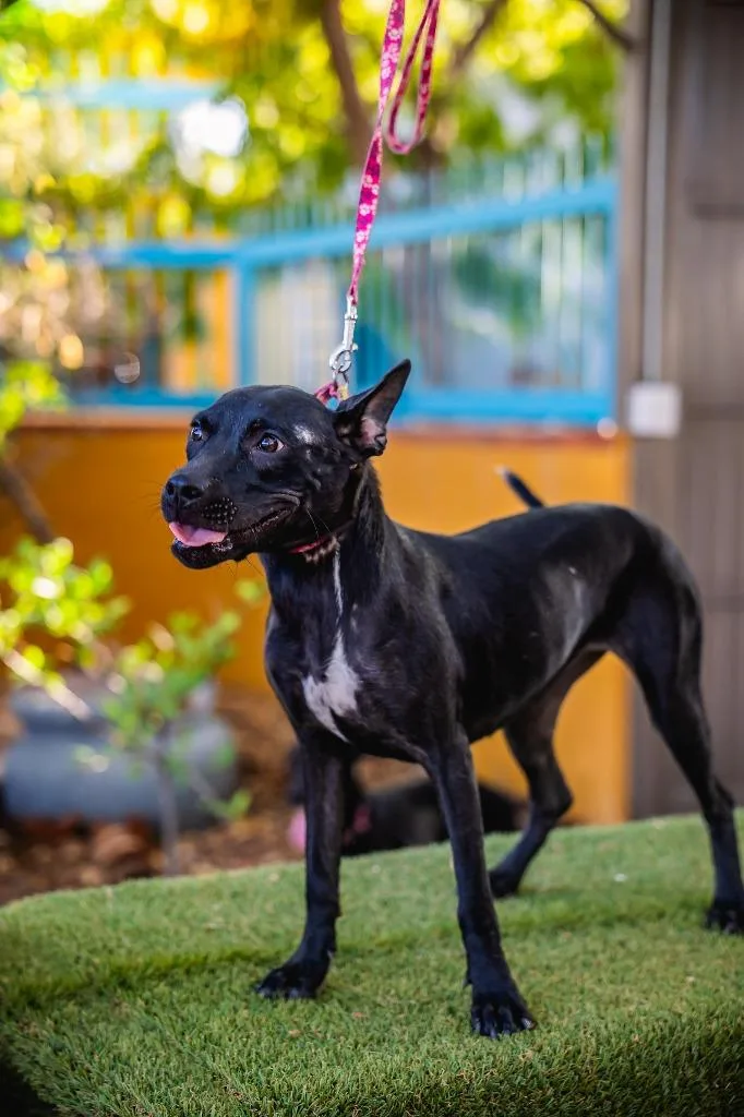A baby medium-sized female Rat Terrier dog named Shadow for adoption in Anacortes, WA