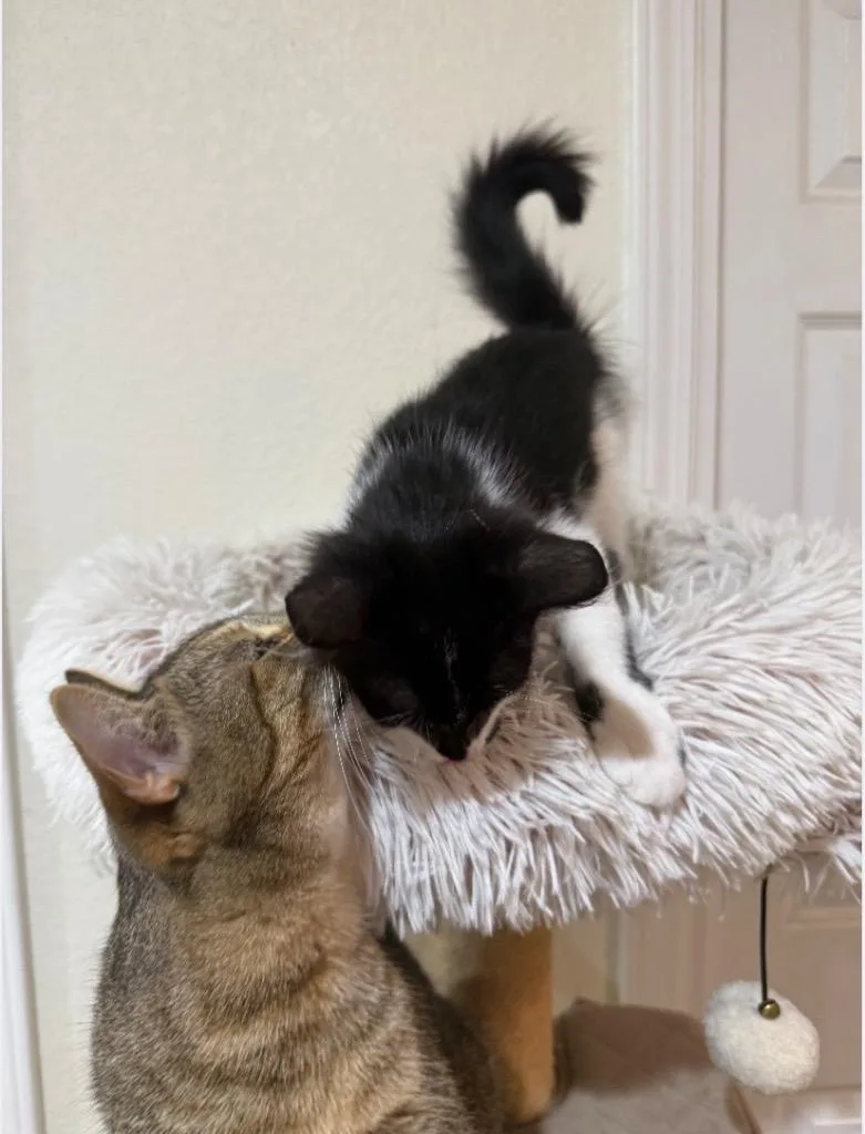 A baby medium-sized female Domestic Short Hair cat named Kennedy for adoption in San Antonio, TX