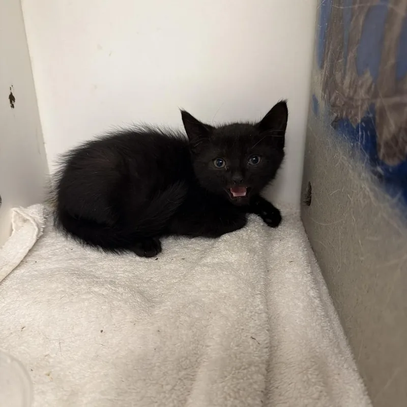 A baby small-sized male Black Domestic Short Hair cat named Moody for adoption in Philadelphia, PA