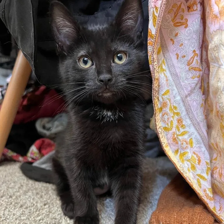 A baby medium-sized female Domestic Short Hair cat named Sam for adoption in Salt Lake City, UT