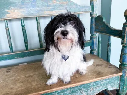 An adult small-sized male Dachshund dog named Peter for adoption in San Antonio, TX