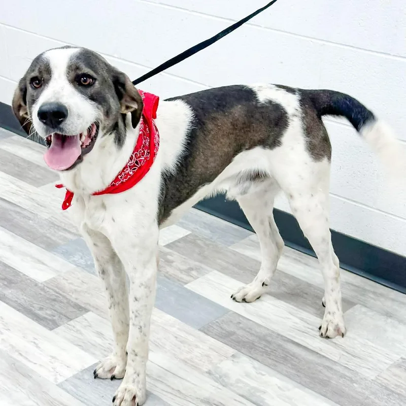 An adult large-sized male White / Cream Hound dog named Padfoot for adoption in Lufkin, TX