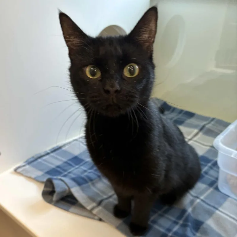 Elvira