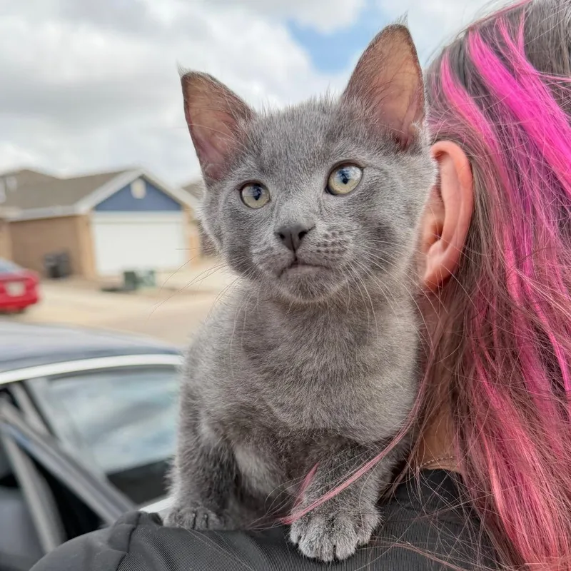 A baby small-sized female Gray / Blue / Silver Domestic Short Hair cat named Turbo for adoption in Midland, TX