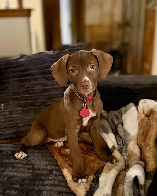 A baby medium-sized female Labrador Retriever dog named Emerald for adoption in North Prairie, WI