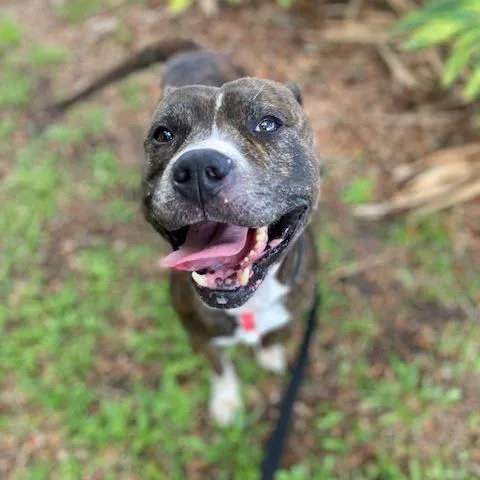 An adult medium-sized male Brindle Mixed Breed dog named Lenny for adoption in Jacksonville, FL