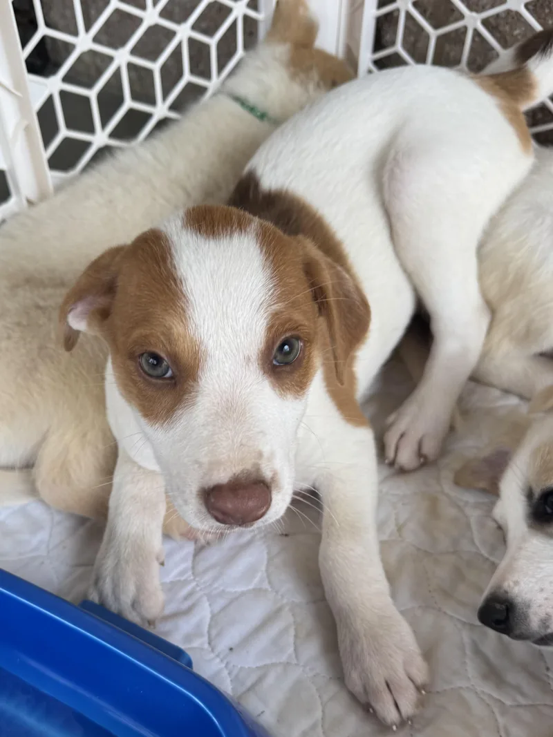 A baby small-sized female White / Cream Spitz dog named Gilda for adoption in Mount Juliet, TN