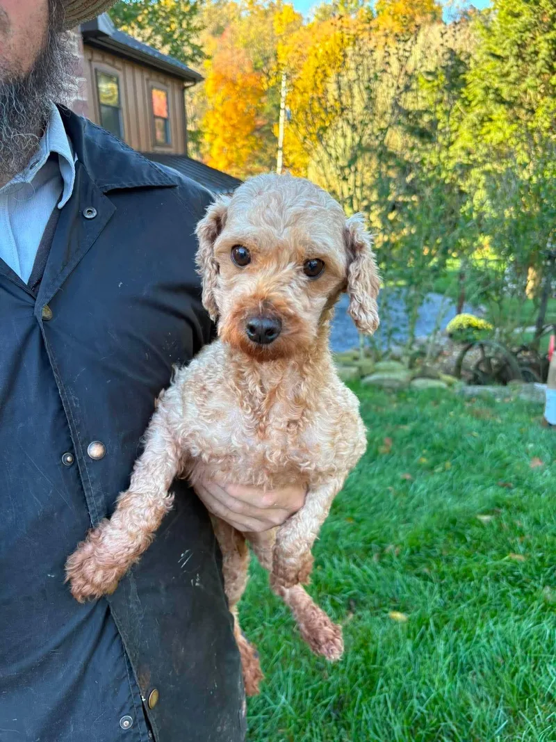 An adult small-sized female Miniature Poodle dog named Tillie for adoption in Havertown, PA