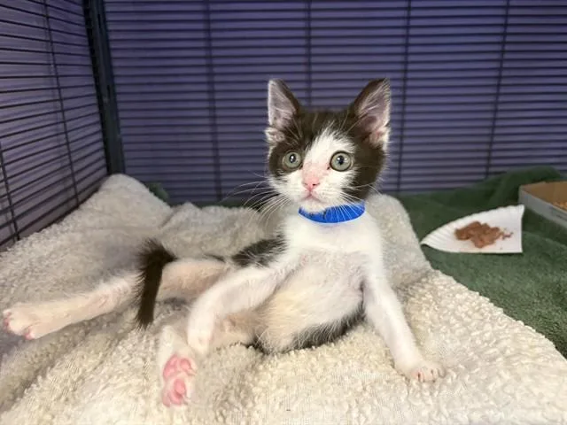 A baby small-sized male Domestic Short Hair cat named Jesus for adoption in Rancho Cucamonga, CA