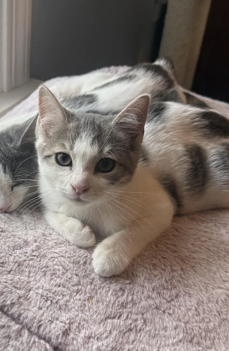 A baby small-sized female White American Shorthair cat named Semicolon for adoption in North Chesterfield, VA