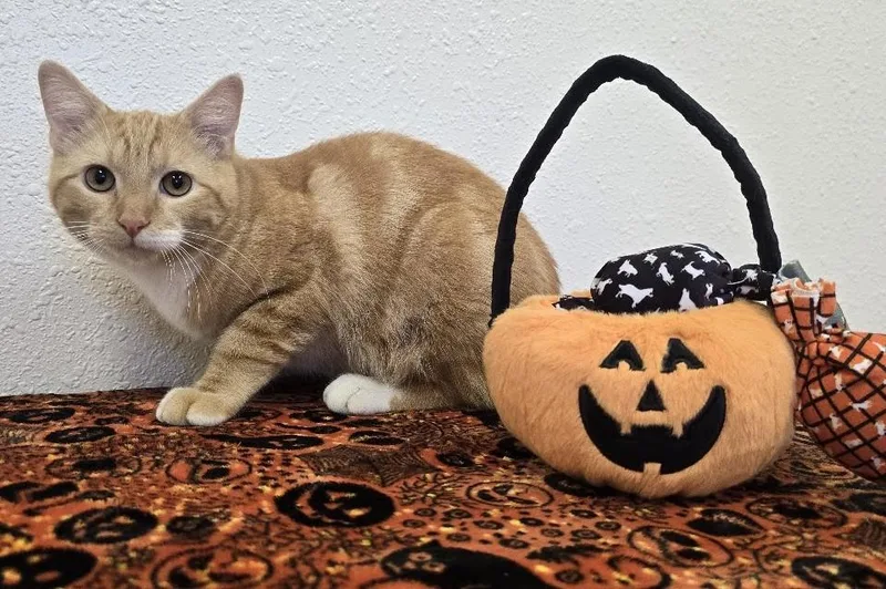 A young medium-sized male Orange & White Domestic Short Hair cat named Sunny for adoption in Red Wing, MN