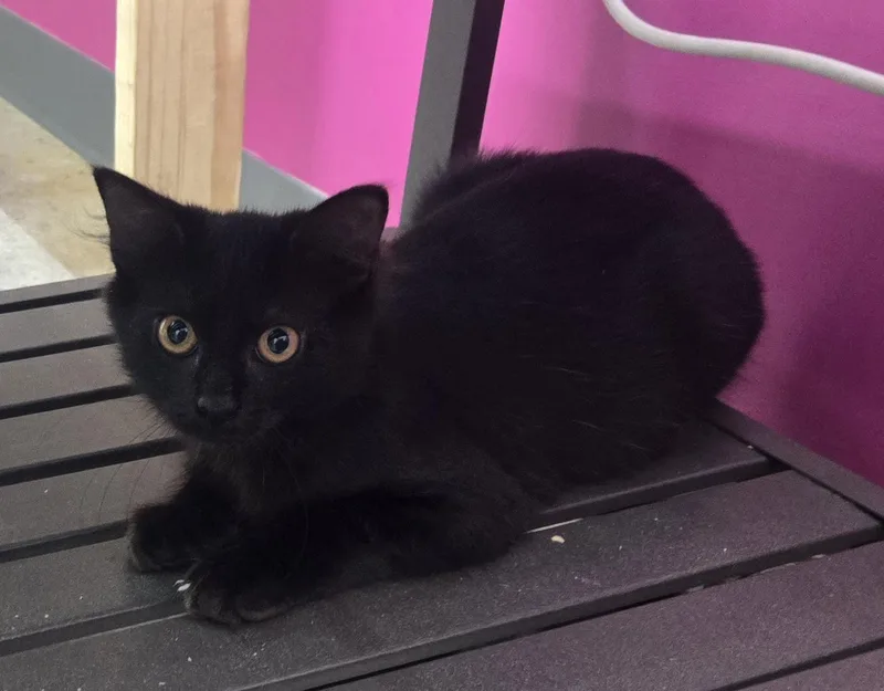 A young medium-sized male Black Domestic Medium Hair cat named Mamba for adoption in Tyner, KY