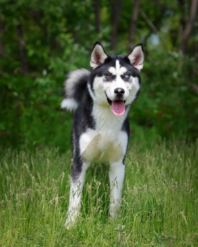 A young large-sized male Husky dog named Danube for adoption in Bridgeport, CT