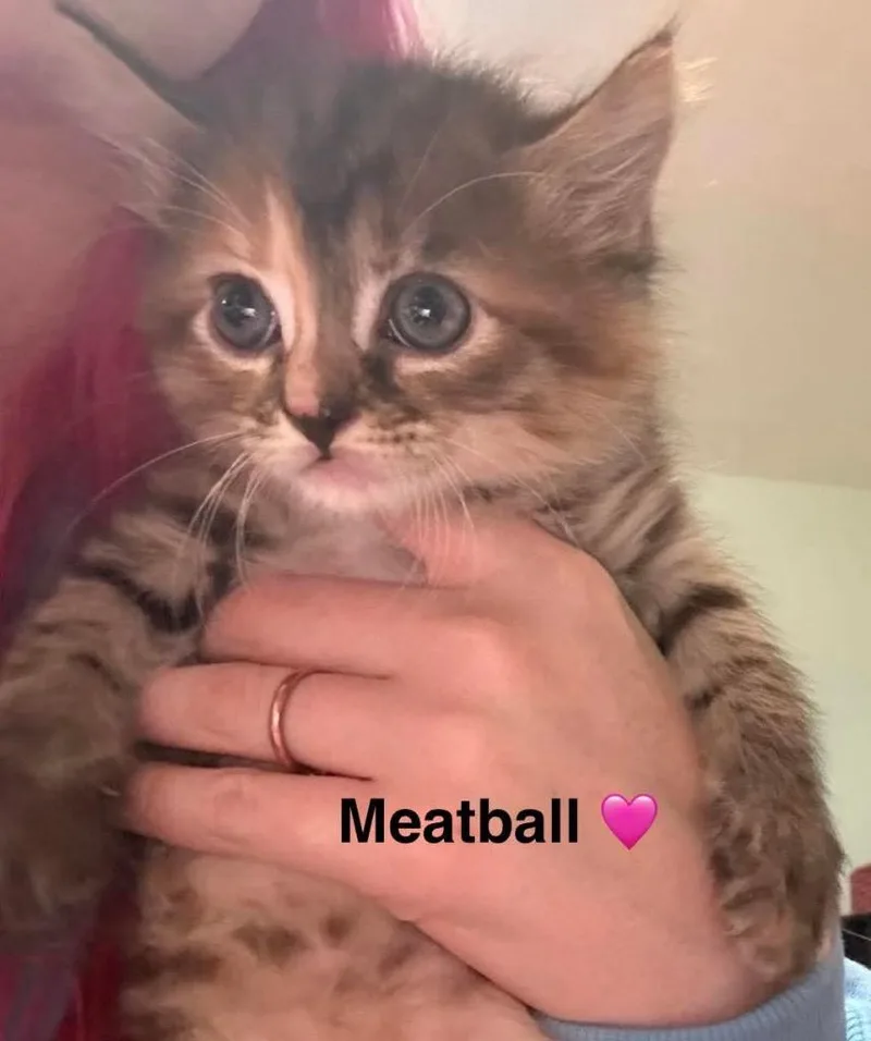 A baby medium-sized female Domestic Short Hair cat named Meatball for adoption in Hoover , AL