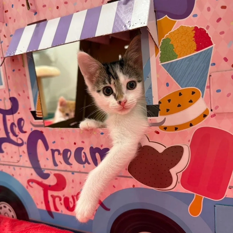 A baby medium-sized female White Domestic Short Hair cat named Bomb Pop for adoption in Blanch, NC