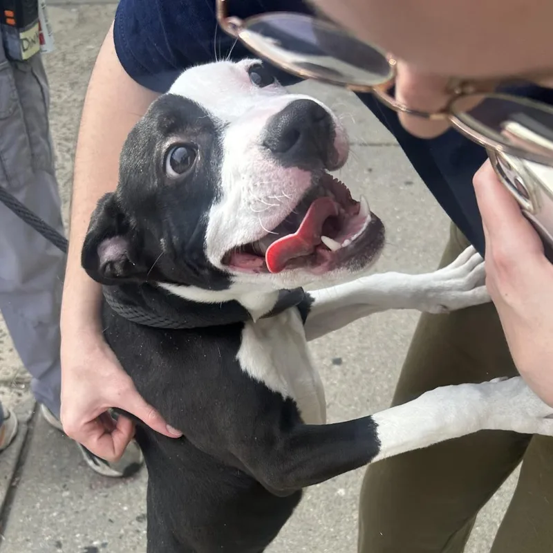 A young small-sized male Pit Bull Terrier dog named Pink Floyd for adoption in Newark, NJ