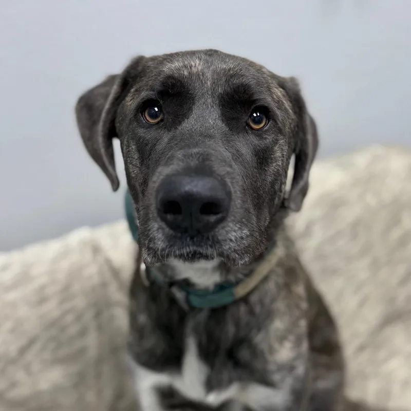 A young large-sized male Brindle Plott Hound dog named Teague for adoption in Monticello, IA