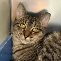 A young large-sized male Domestic Short Hair cat named Petsmart Dale for adoption in Cape May Court House, NJ