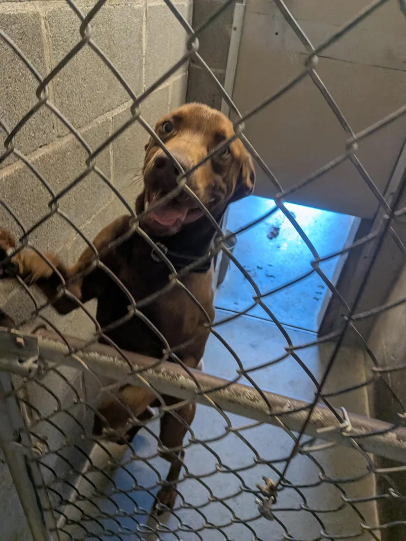 A young medium-sized male Chocolate Labrador Retriever dog named Buddy for adoption in Hermiston, OR