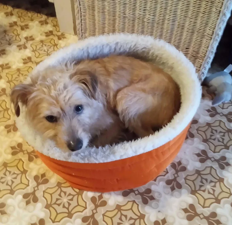 An adult small-sized female Jack Russell Terrier dog named Spirit for adoption in Berwick, PA