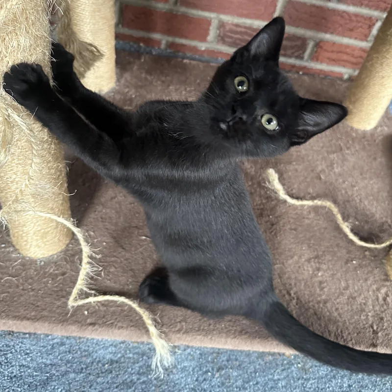 A baby medium-sized male Black Domestic Short Hair cat named Count Chocula for adoption in Washington, PA