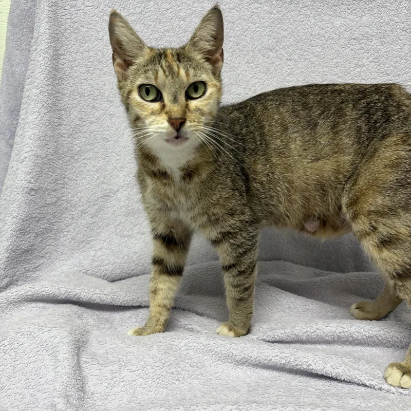 A young medium-sized female Torbie Domestic Short Hair cat named Gloria for adoption in Valdosta, GA