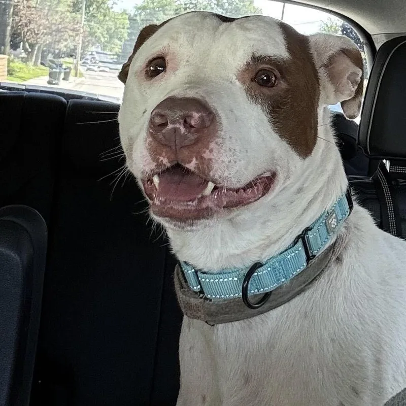 A senior medium-sized female White / Cream Mixed Breed dog named Daisy for adoption in Davenport, IA