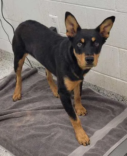 A young medium-sized male Black Mixed Breed dog named Pepino for adoption in Kansas City, MO