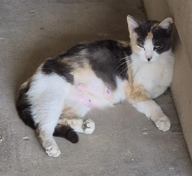 A young medium-sized female Domestic Short Hair cat named Honey for adoption in San Antonio, TX