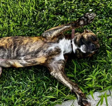 A baby medium-sized female Brindle American Staffordshire Terrier dog named Storm for adoption in Liverpool, TX