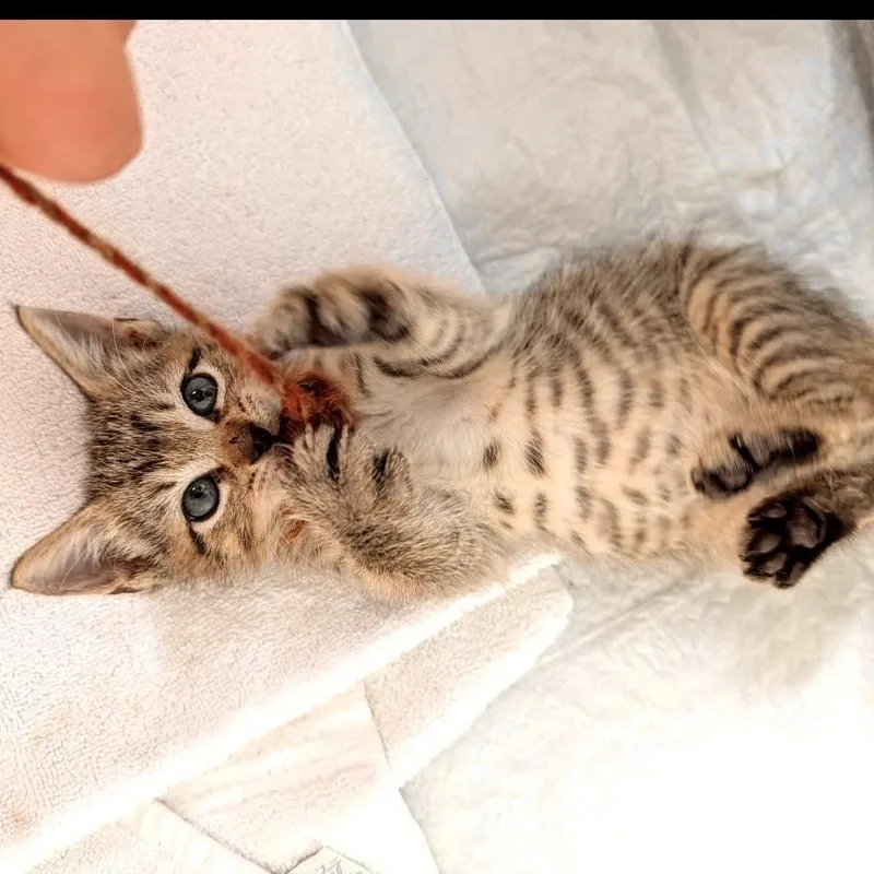 A baby small-sized male Tabby (Brown / Chocolate) Tabby cat named Ash And Rowan for adoption in Miami, FL