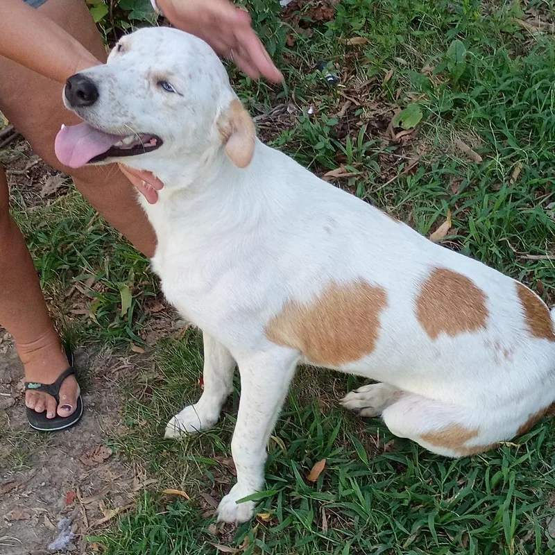 An adult medium-sized female Australian Cattle Dog / Blue Heeler dog named Polka for adoption in Kansas City, MO